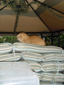 cat under canopy